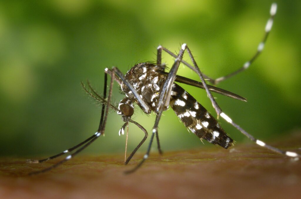 Mosquito Alert vigilancia sanitaria