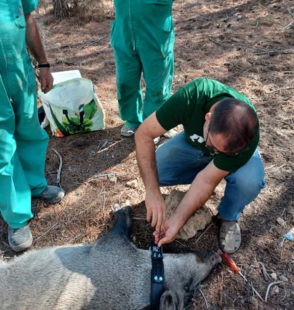 Equipo del IREC realizando el seguimiento GPS de poblaciones de jabalí en la Región de Murcia