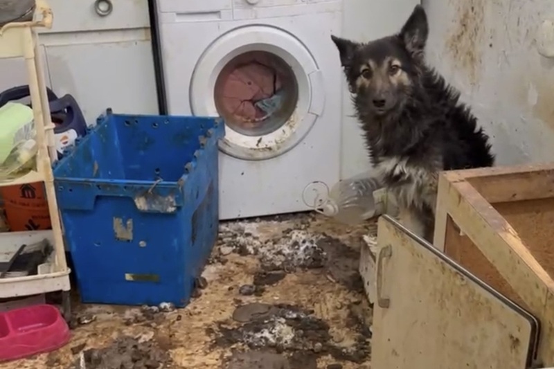 perro rescatado por la policia