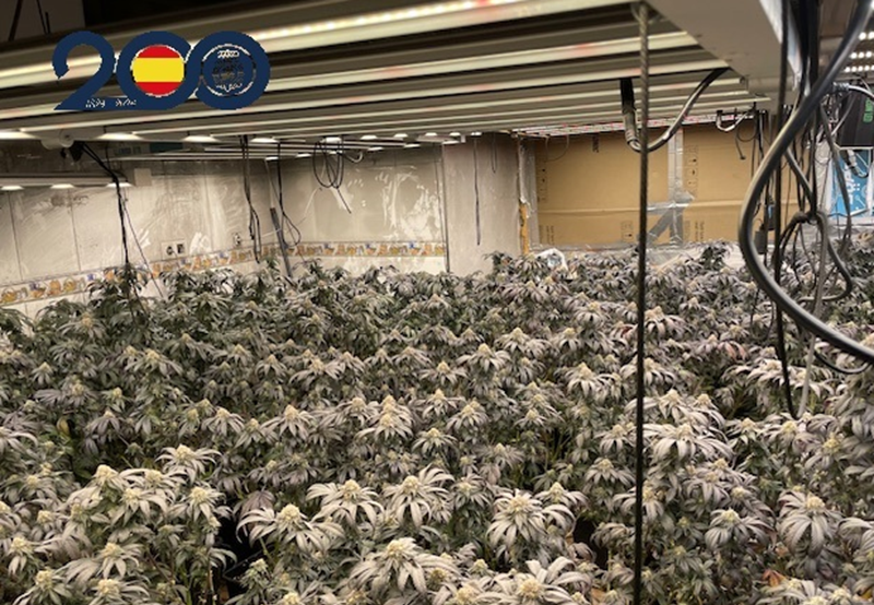 plantas ilegales en una habitacion