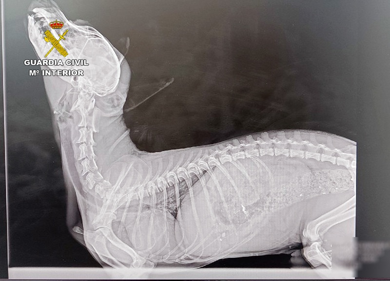 radiografia de animal herido