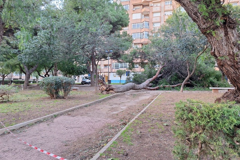 árbol caído en parque