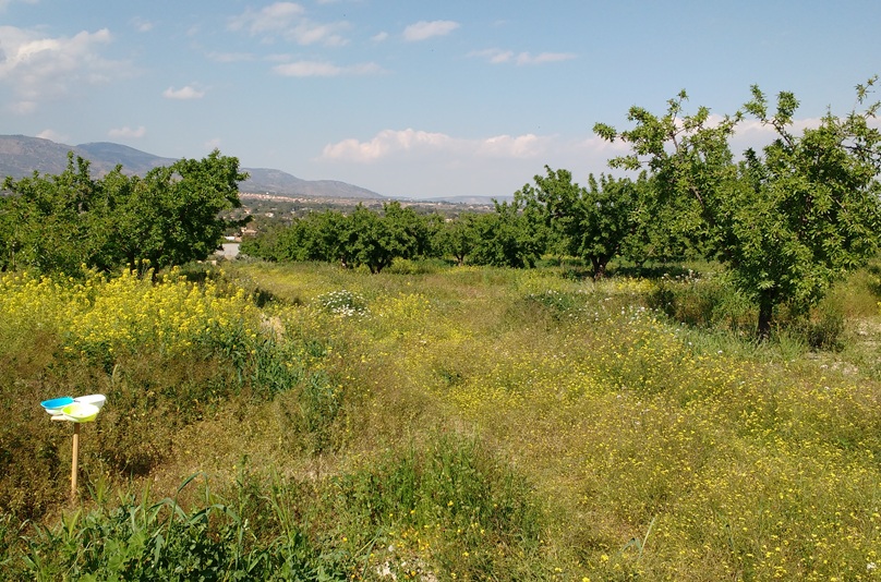 campo almendros con cubierta