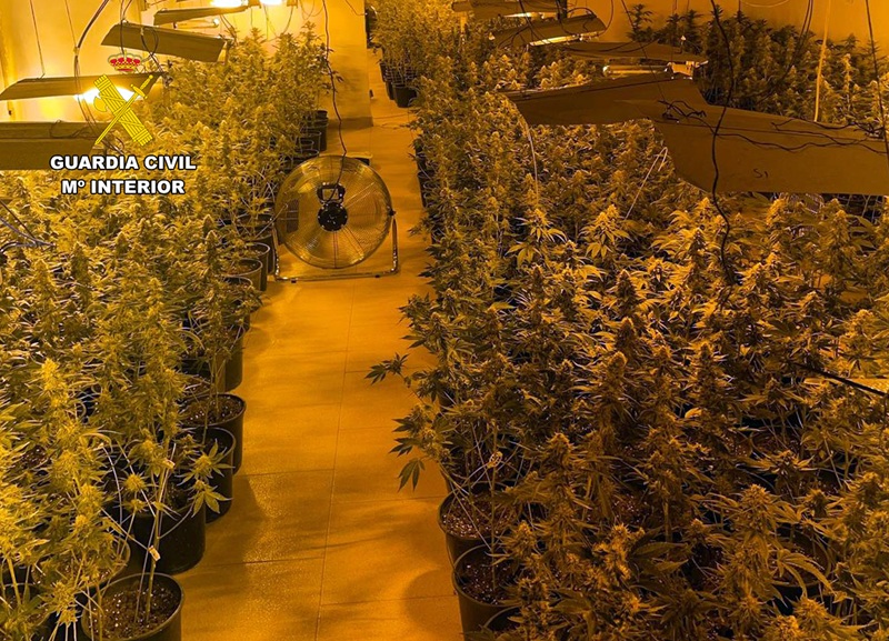 plantacion ilegal