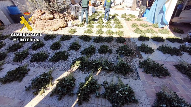 plantacion ilegal incautada