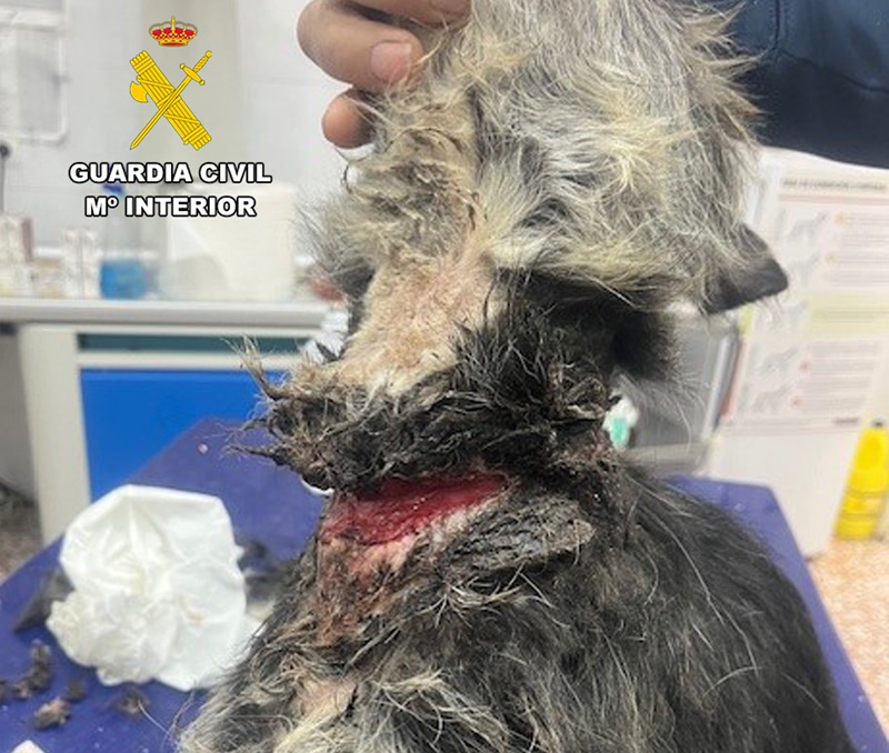 DETENIDO MALTRATO ANIMAL ABARAN
