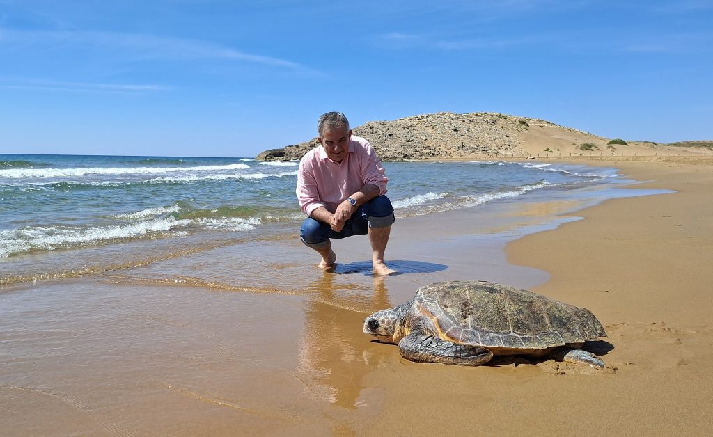 tortuga boba regresa mar
