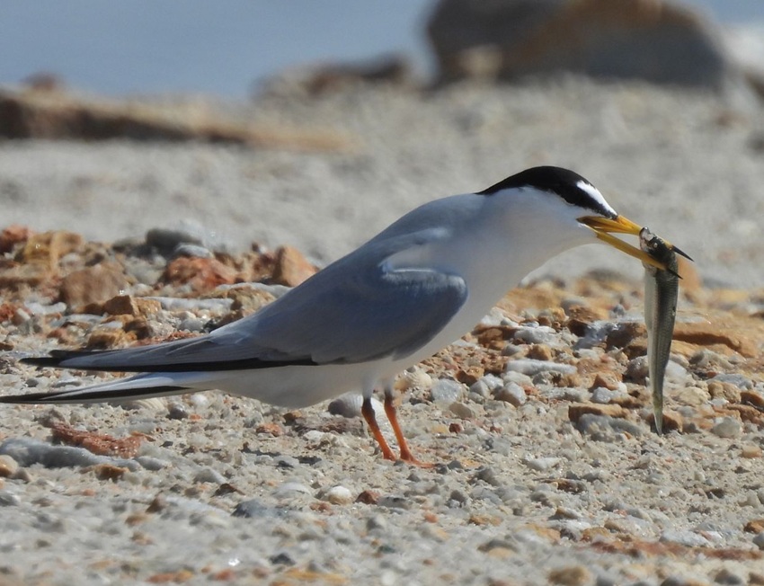 medio ambiente pajaro