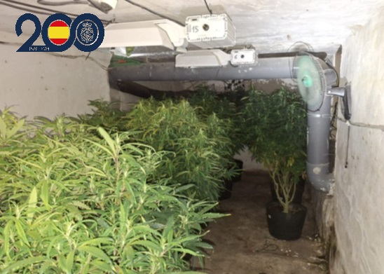 plantacion secadero