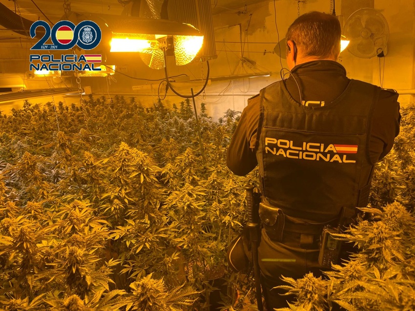 plantaciones marihuana desmanteladas