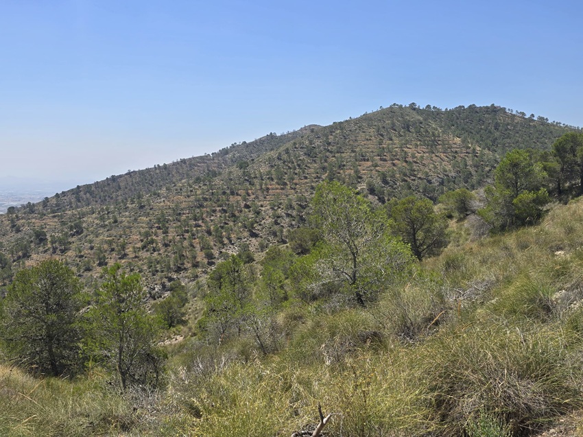 actuaciones forestales Fortuna Murcia decaimiento pinares