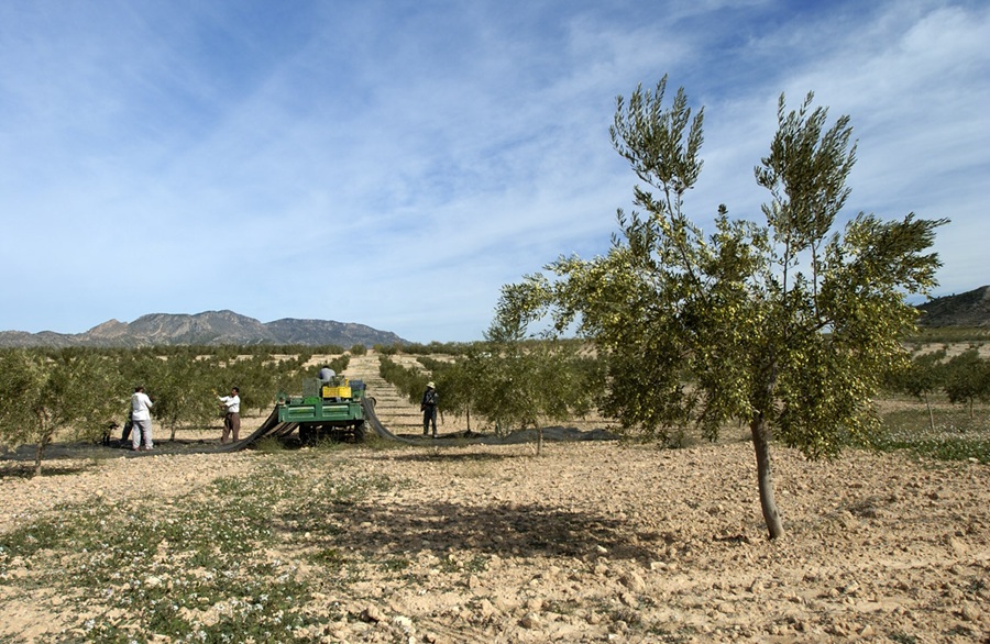 ayudas PAC sector agrario