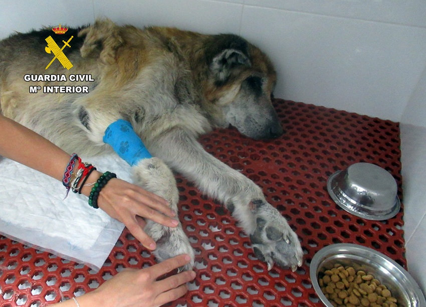 maltrato animal Mazarrón SEPRONA G