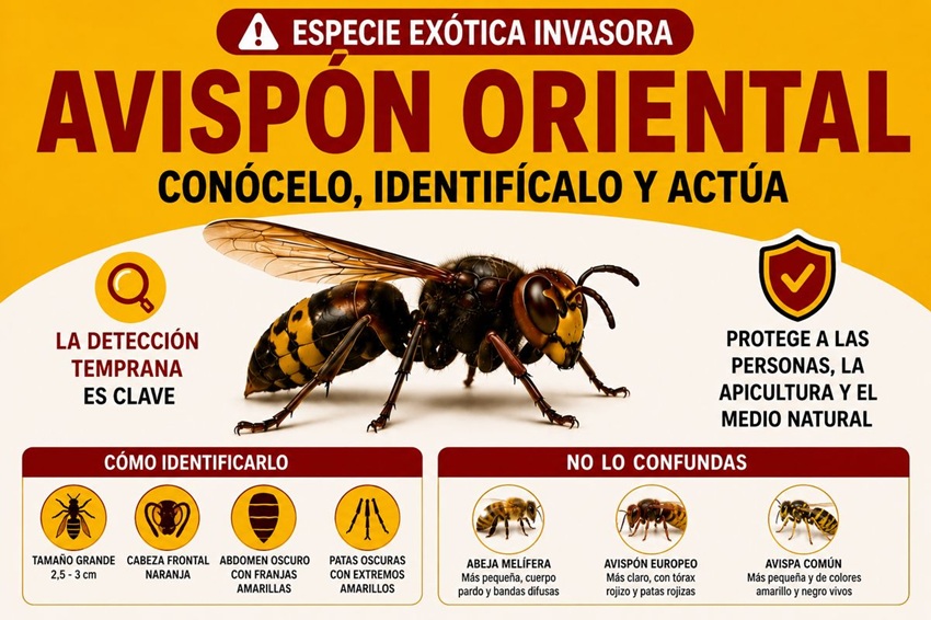 avispón oriental Cartagena invasora