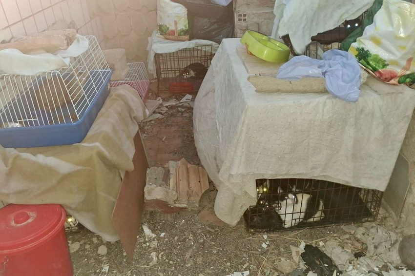 rescate gatos La Asomada