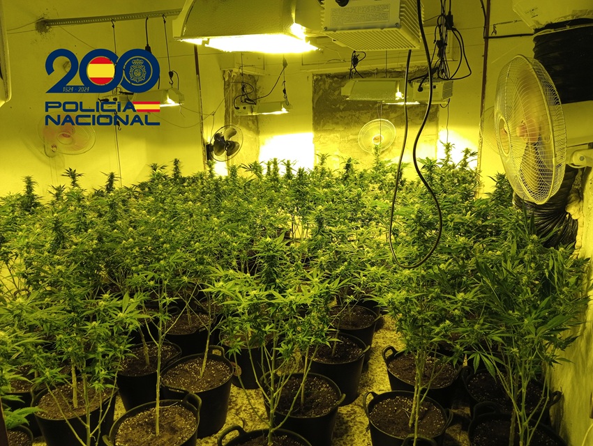 Plantaciones marihuana Murcia desmanteladas